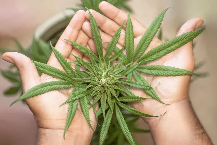 ¿Tiene El Cannabis Usos Terapéuticos?