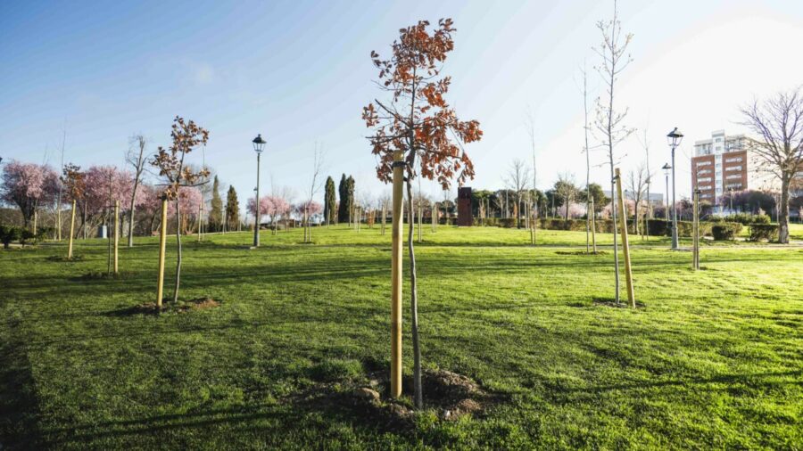 Más De 300 árboles Rejuvenecen El Parque Prado Ovejero De Móstoles